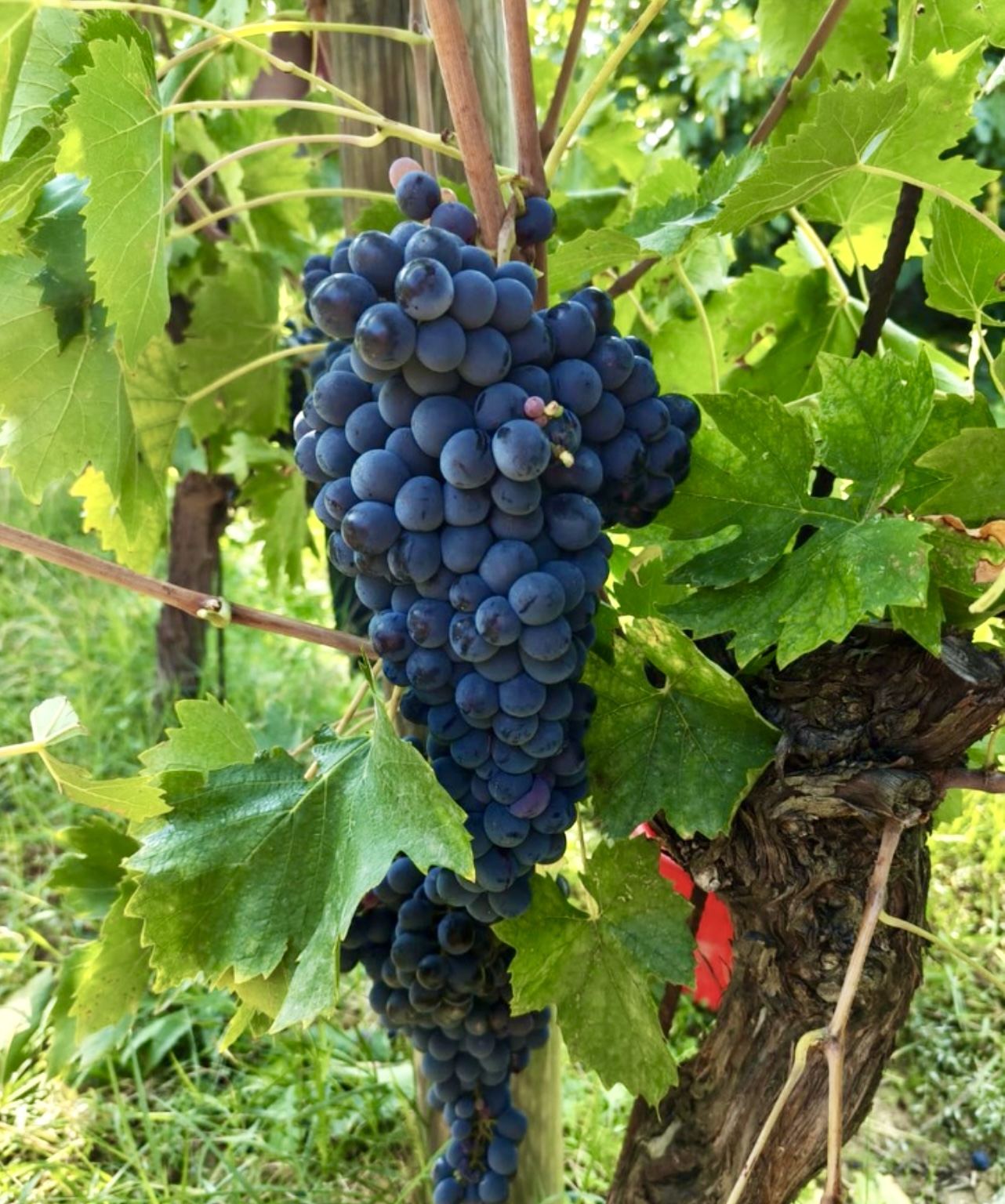 Grapes on the vine