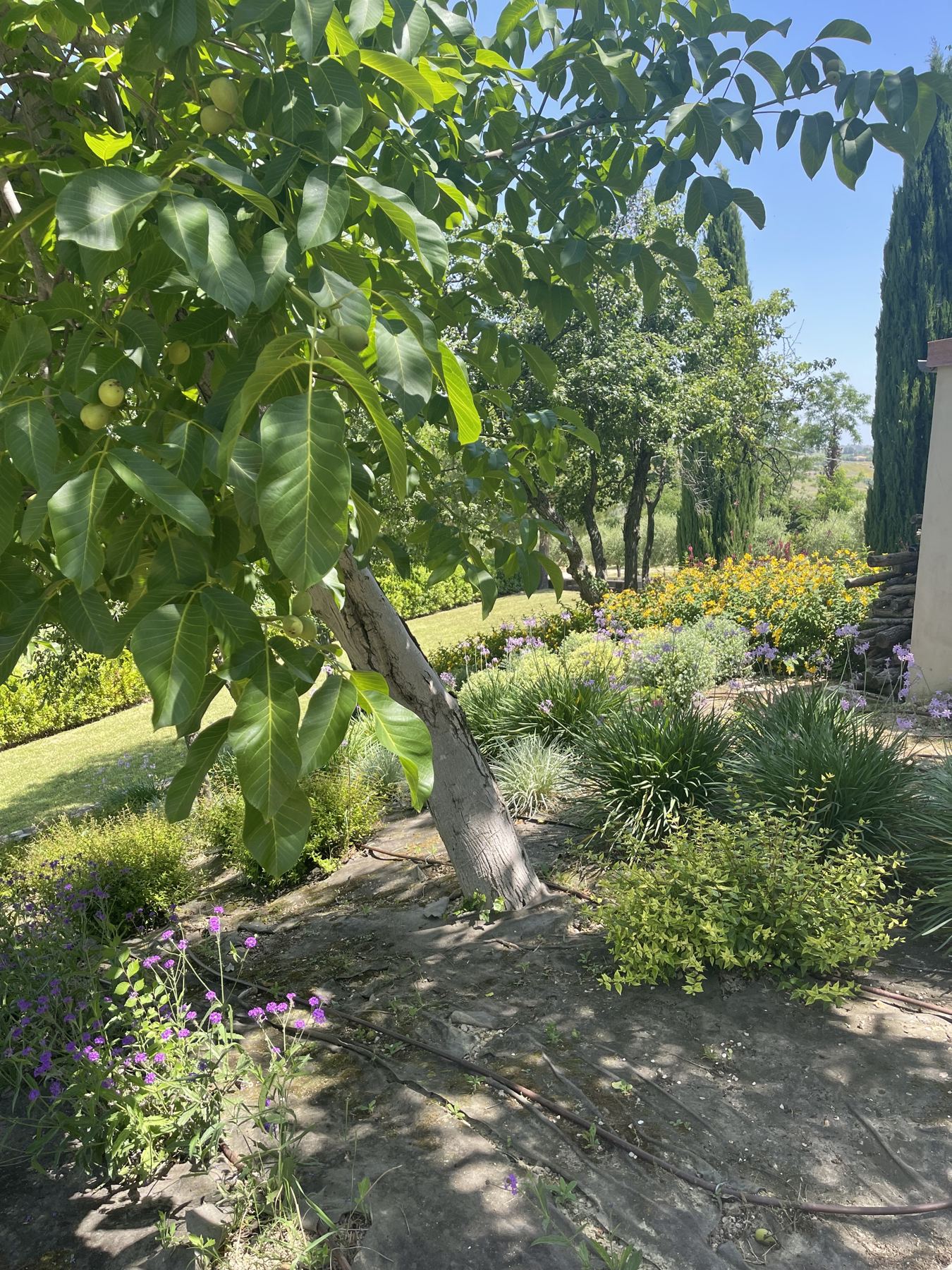 The herb garden in morning light