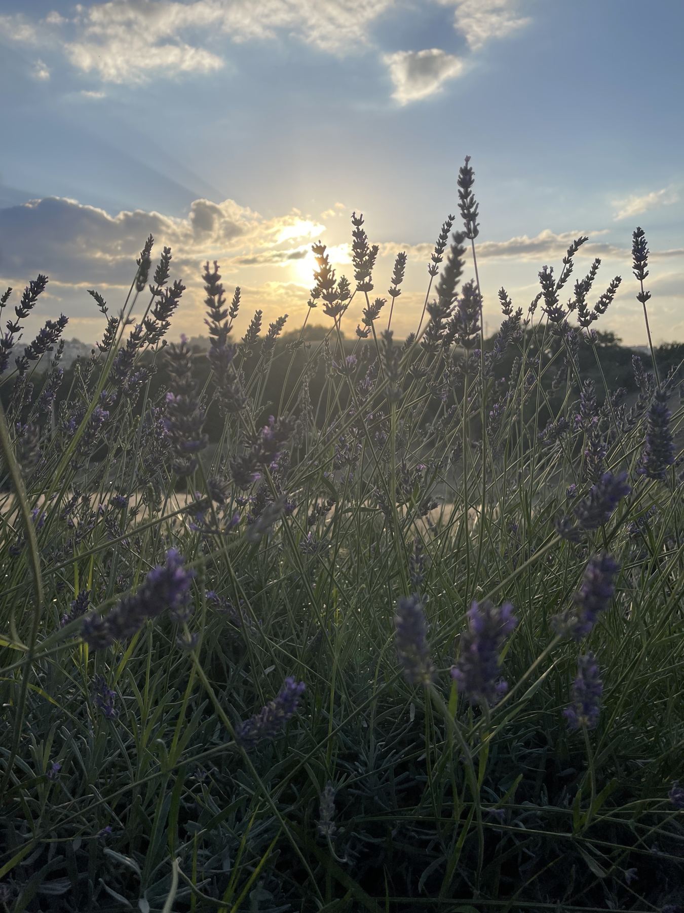 Lavender in the garden at sunset