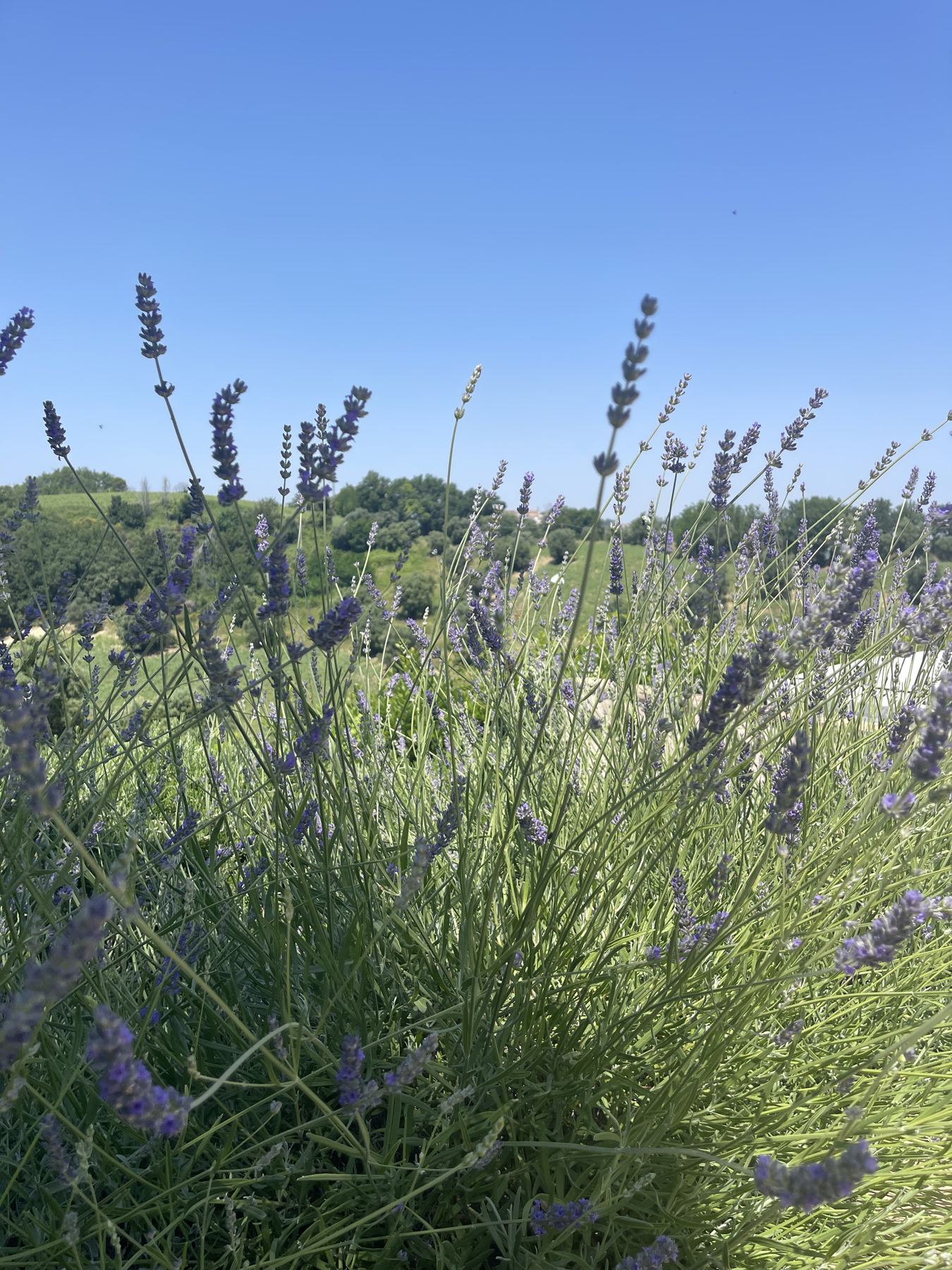 Lavender against a blue sky