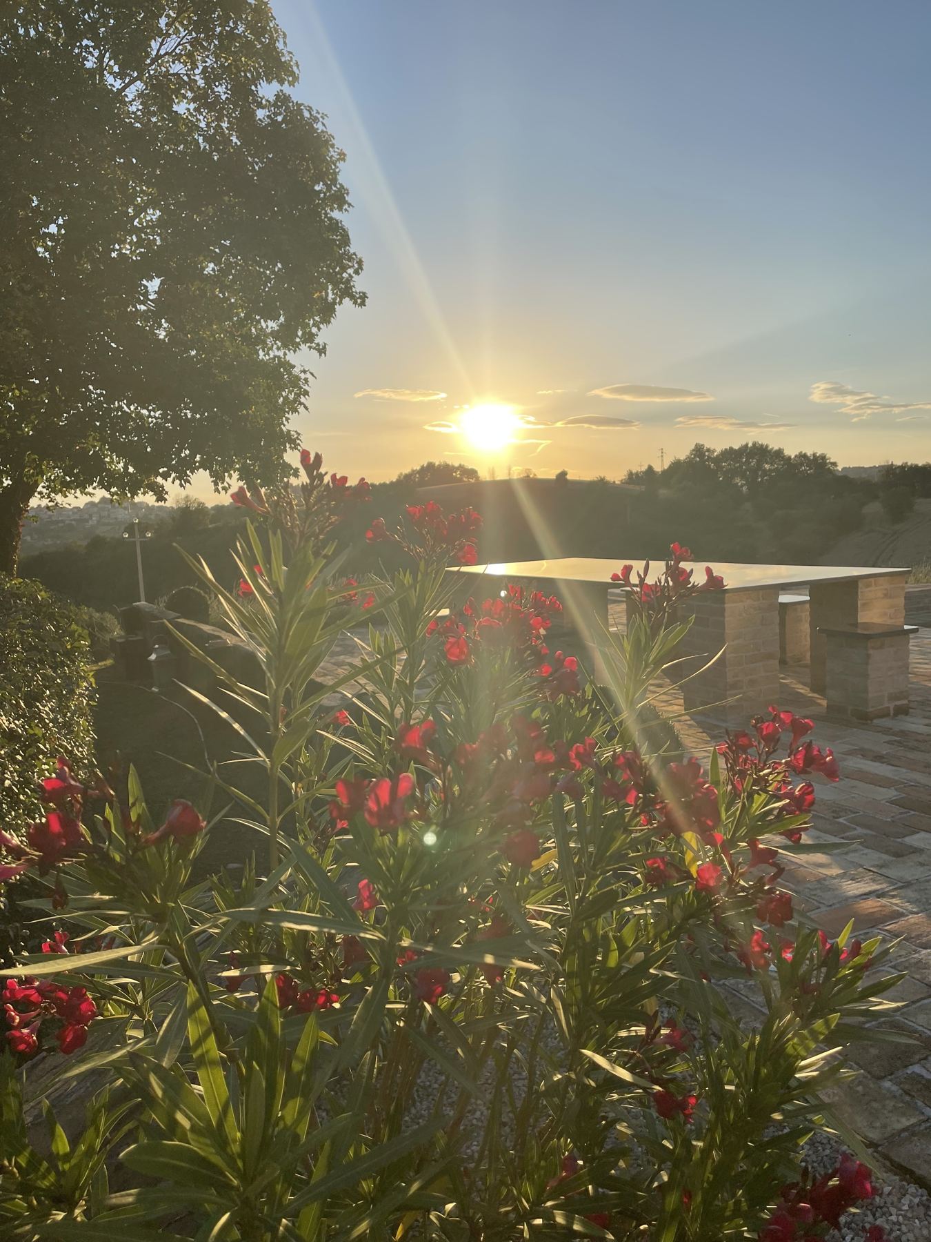 Morning sun through the oleanders