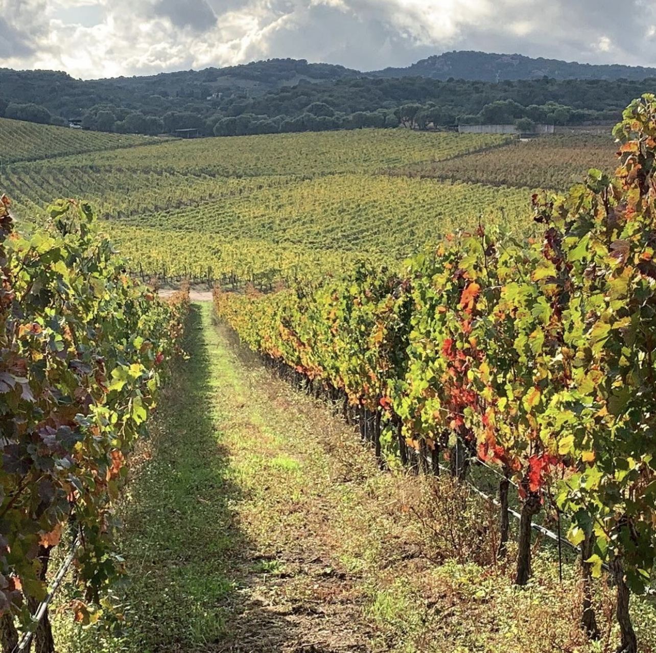 Vineyards in autumn